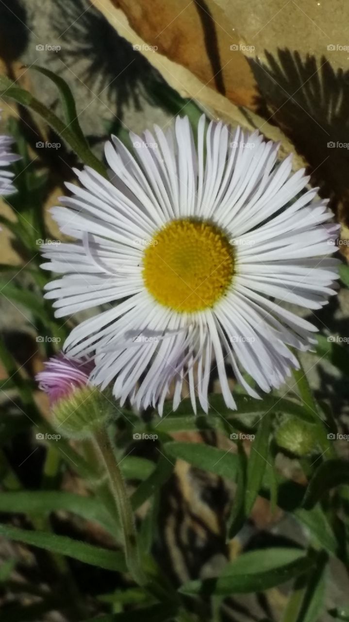 just a flower