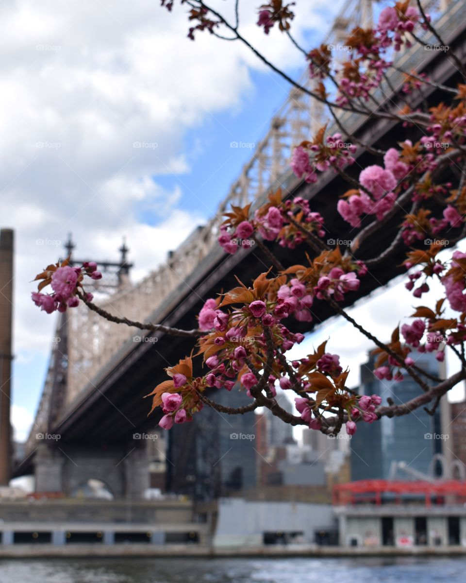 Bridge and cherry blossoms