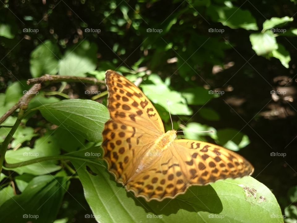 butterfly on leaf. Sun butterfly resting