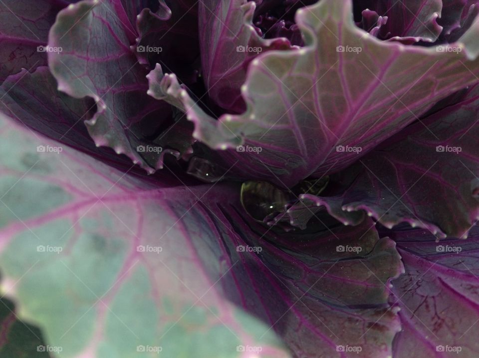 Purple cabbage leaf after the rain