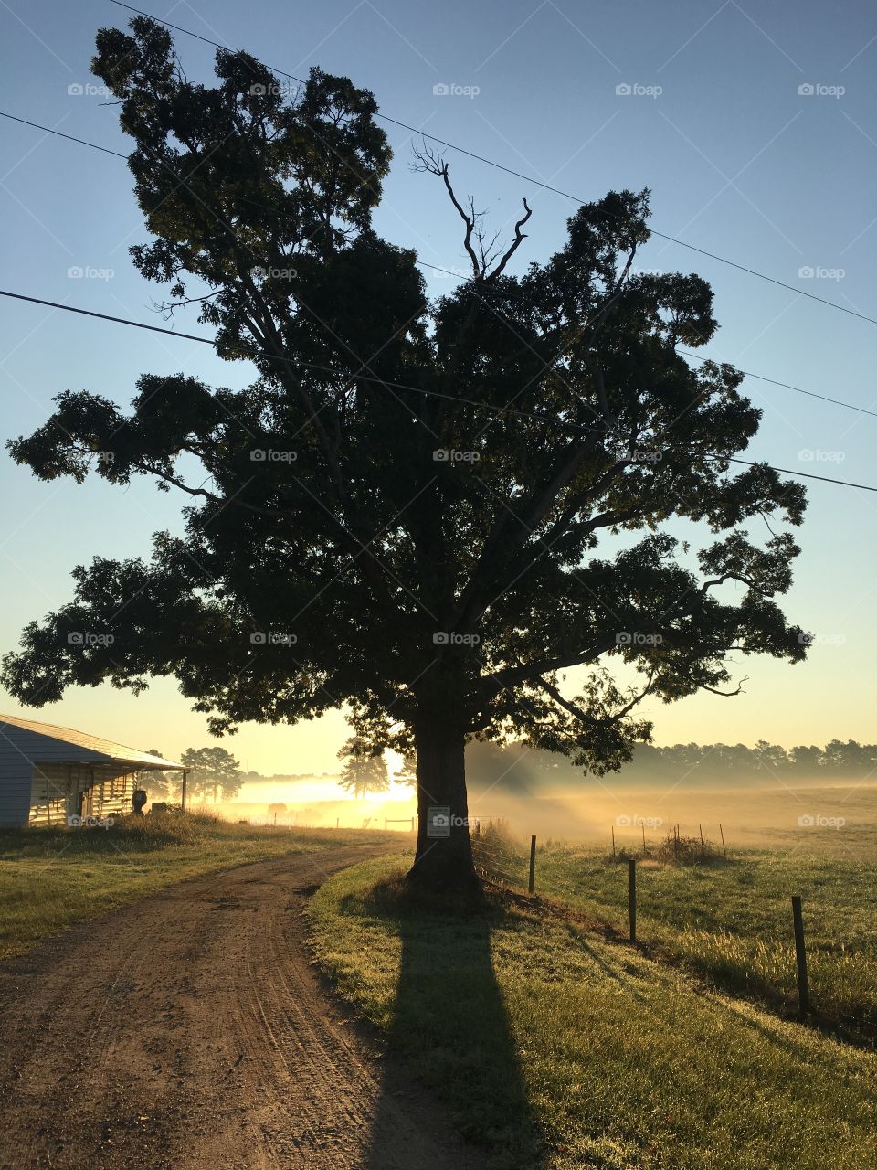 Tree eclipsing sunrise