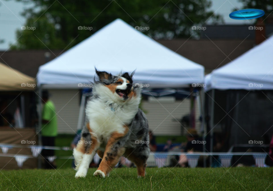 Dog running in grass