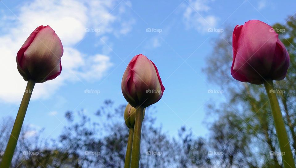 Tulips 🌷🌷🌷