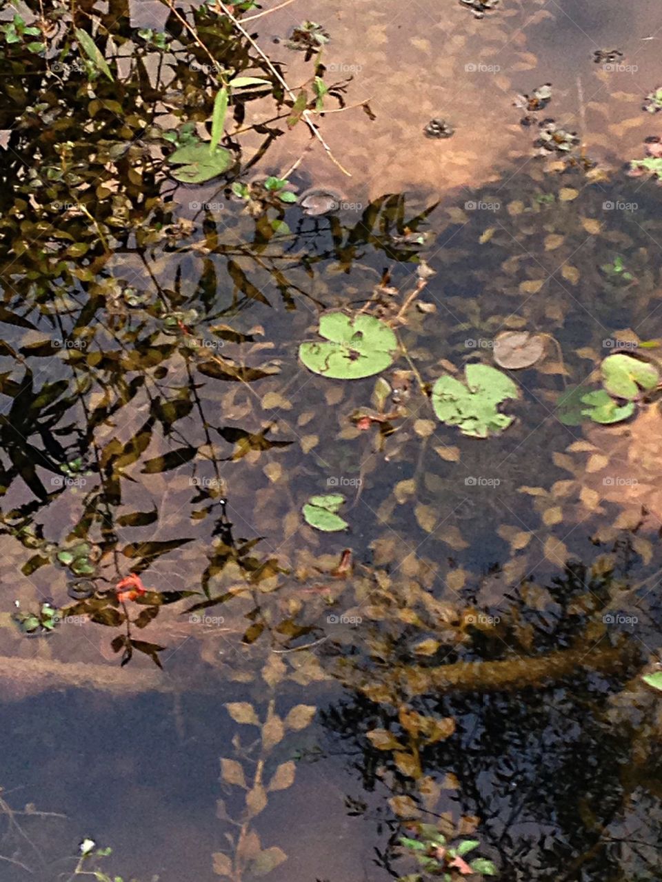 Pond Reflection