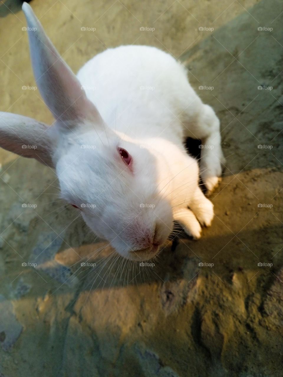 a small white rabbit looking camera