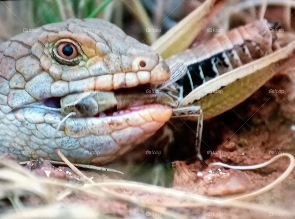 A reptile attacks a locust