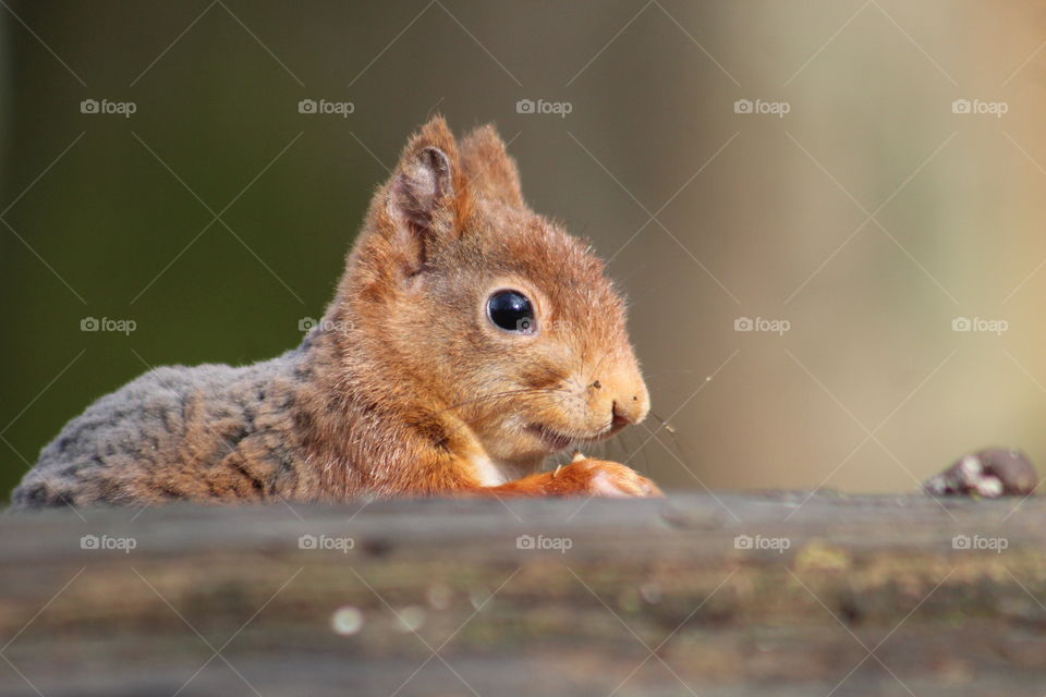 Squirrel behind a trunk