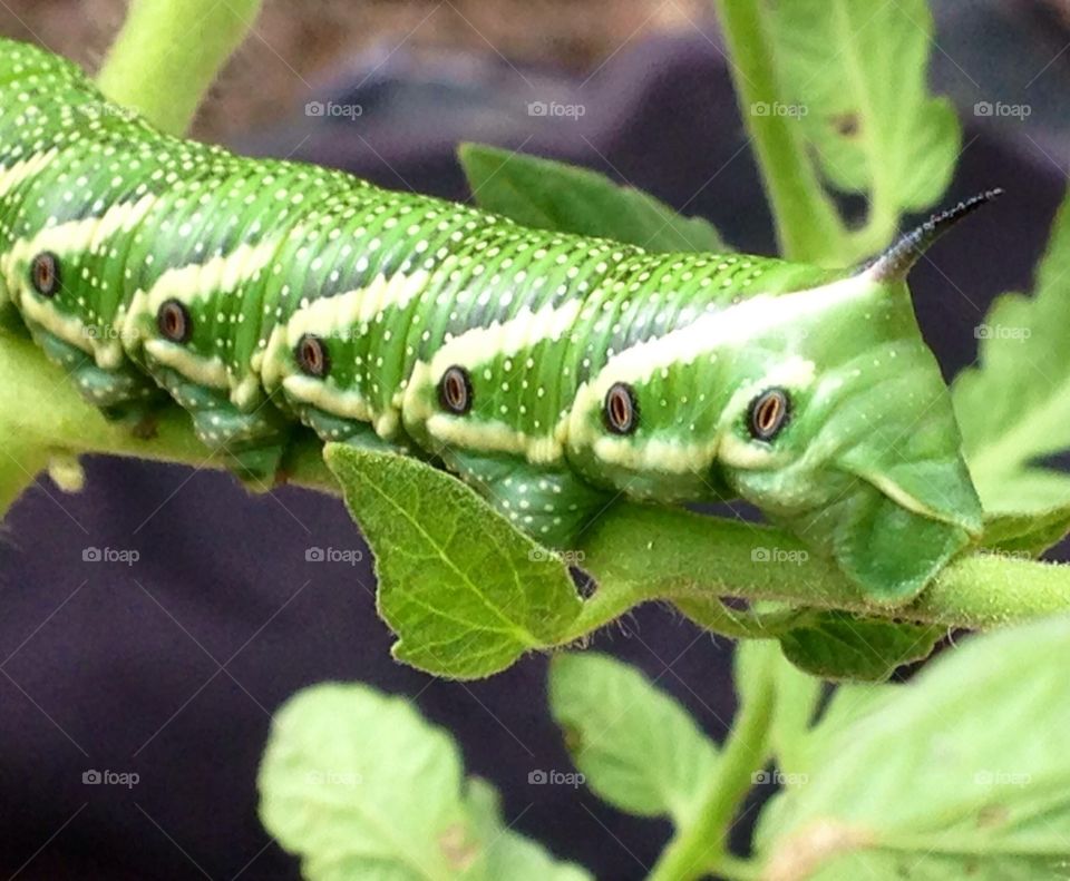 Green Horn Caterpillar 