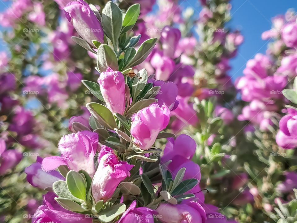 The beautiful: Texas Sage, Texas Ranger, Texas Rain Sage, Cenizo, Texas Silverleaf, Ash-bush, Wild Lilac, Purple Sage, Senisa, Cenicilla, Palo Cenizo, Hierba del Cenizo
Leucophyllum frutescens, Scrophulariaceae