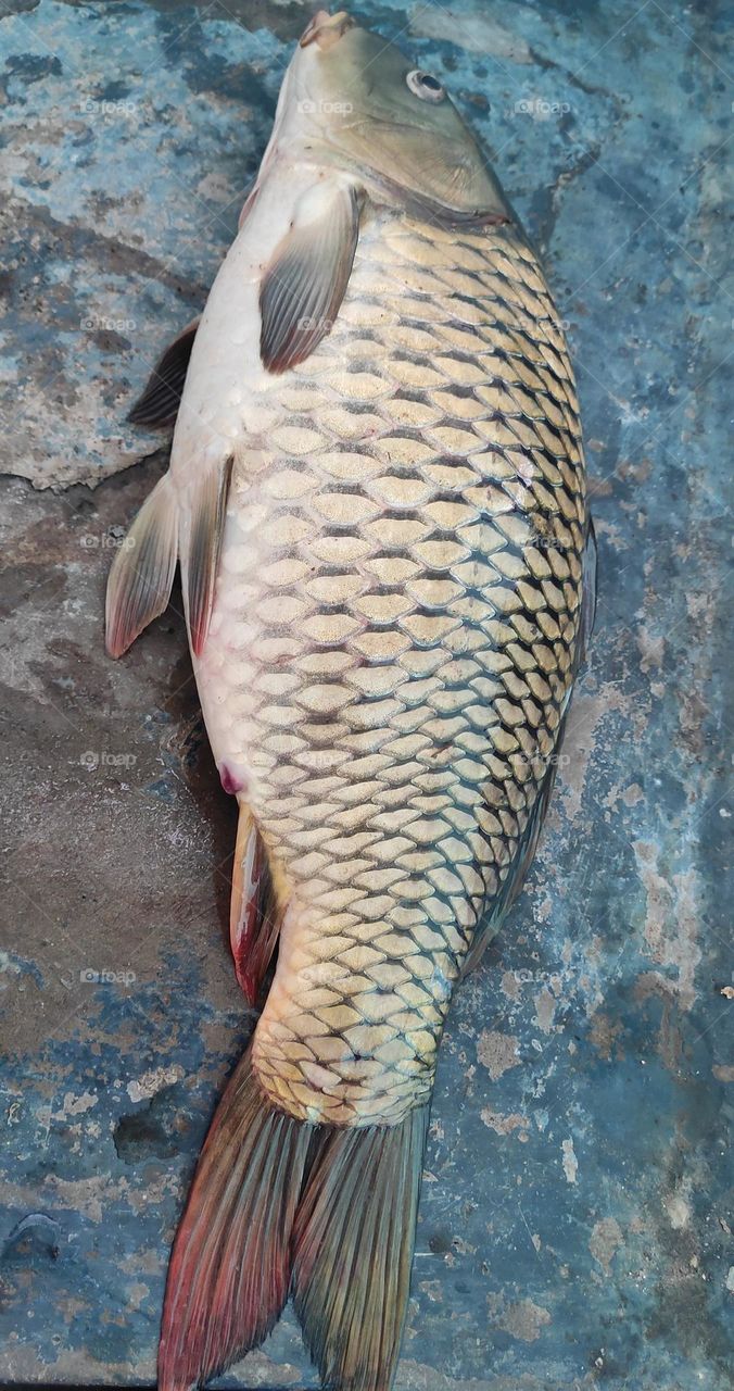 Fish Caught from River