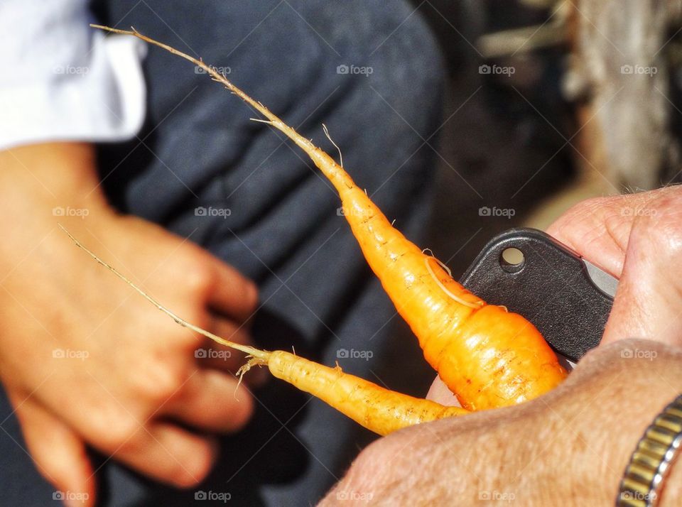 Harvesting Carrots In The Garden

