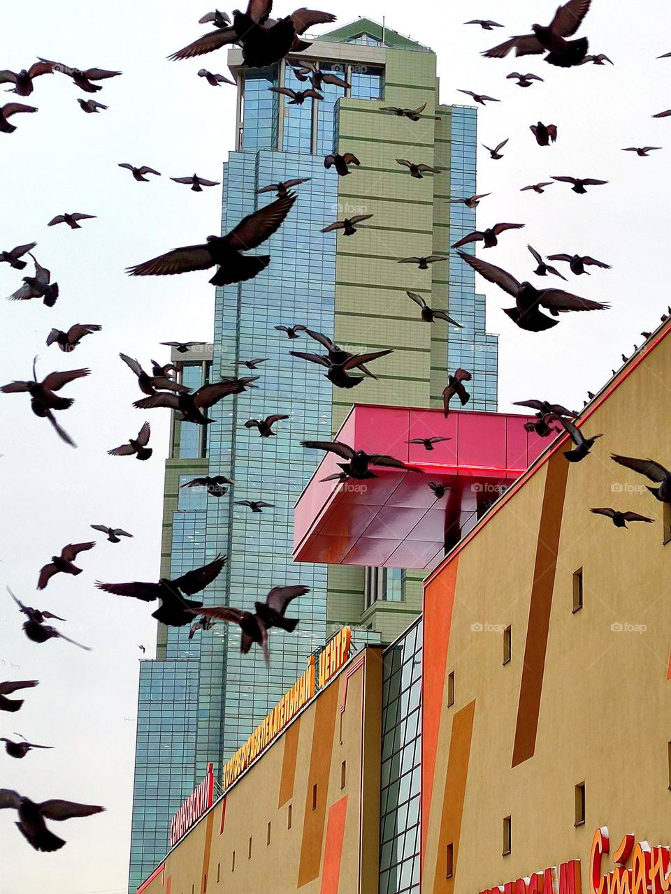 A flock of pigeons flies against the backdrop of skyscrapers