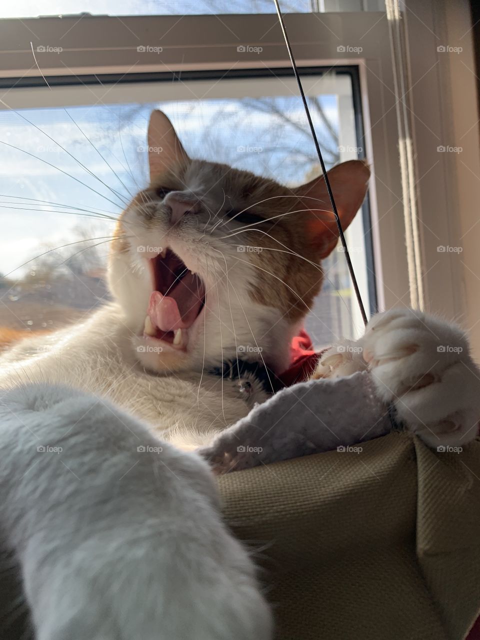 The cat does no real work, other than laze around, feed, bath itself, play, and then sleep. A good yawn must come before sleep.