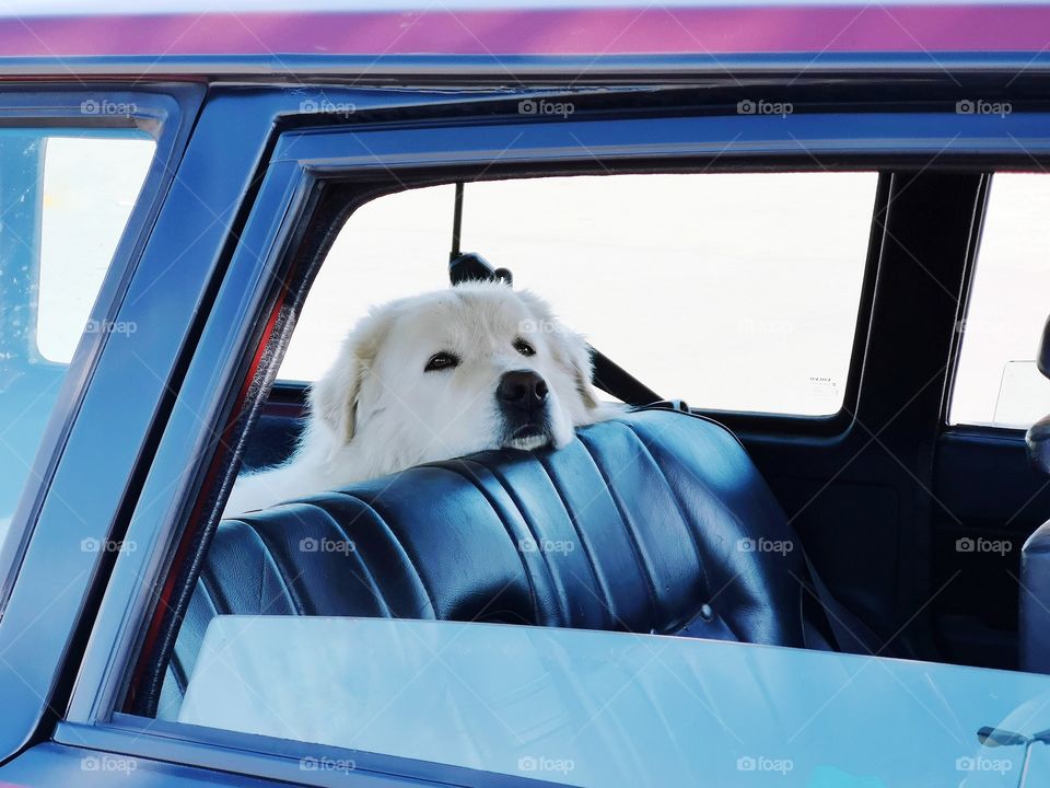 Bored dog waits for the owner in the car