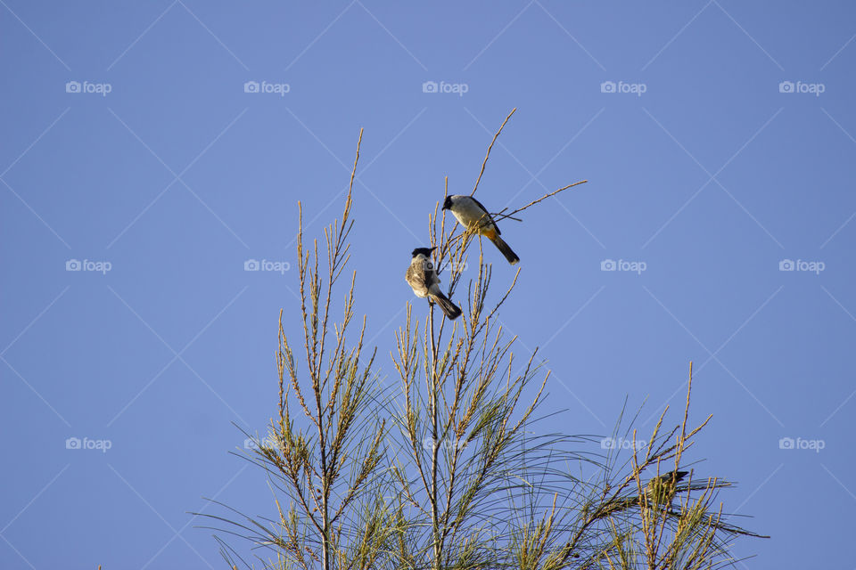 two bird with blue sky background. romantic animals