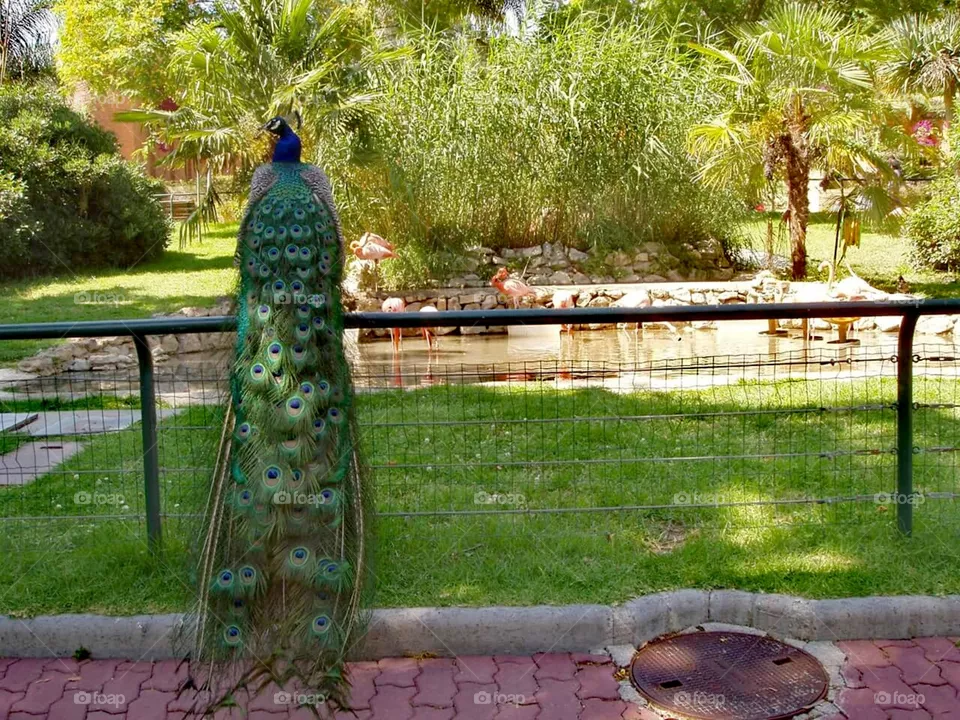 Pavão