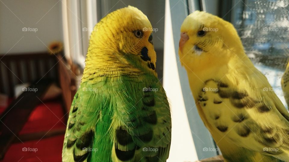 Two budgies
