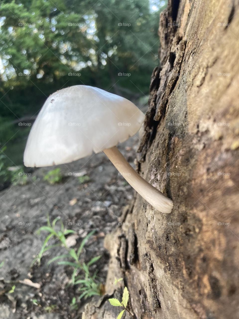 Mushroom growing off tree