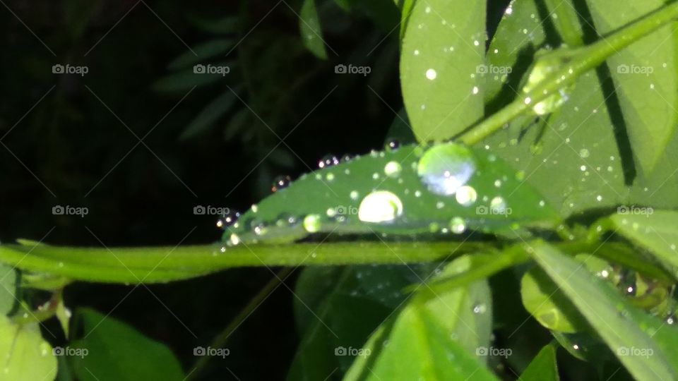 In a very early morning eyes sparkled with the dazzling beauty of diamond dew, lying on the leaves of creepers...