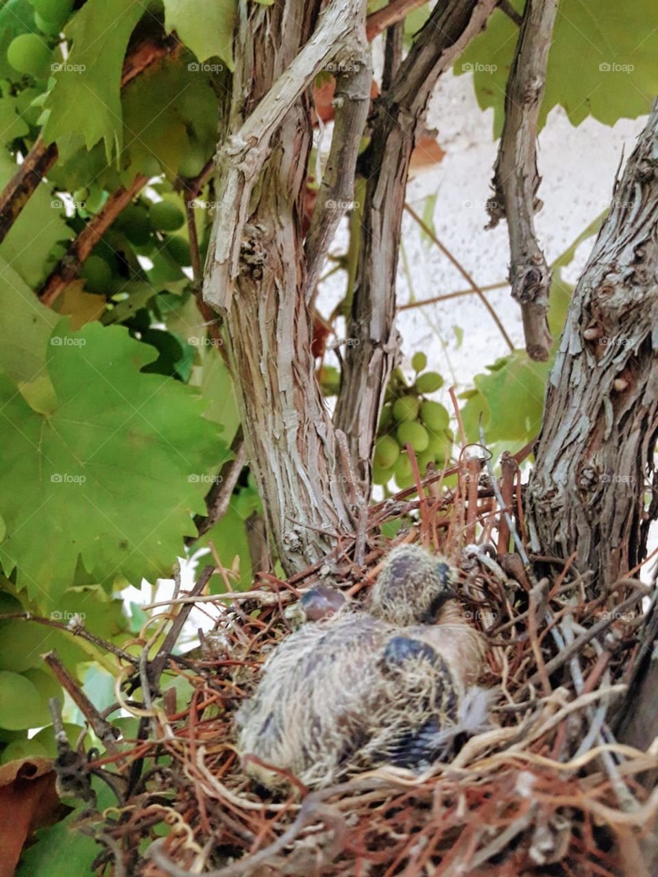 The chick of the wild bird lies inside the nest with safety and love