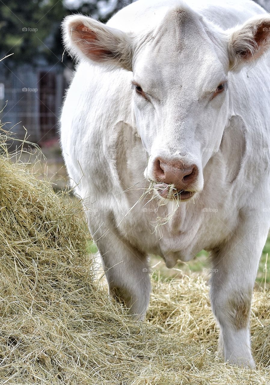 Shorthorn heifer