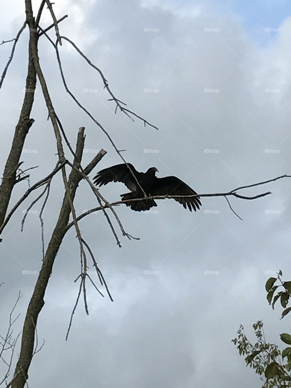 Vulture with wings spread perched in a dead tree