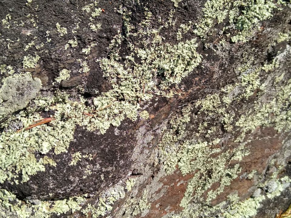 lichen DeSoto falls