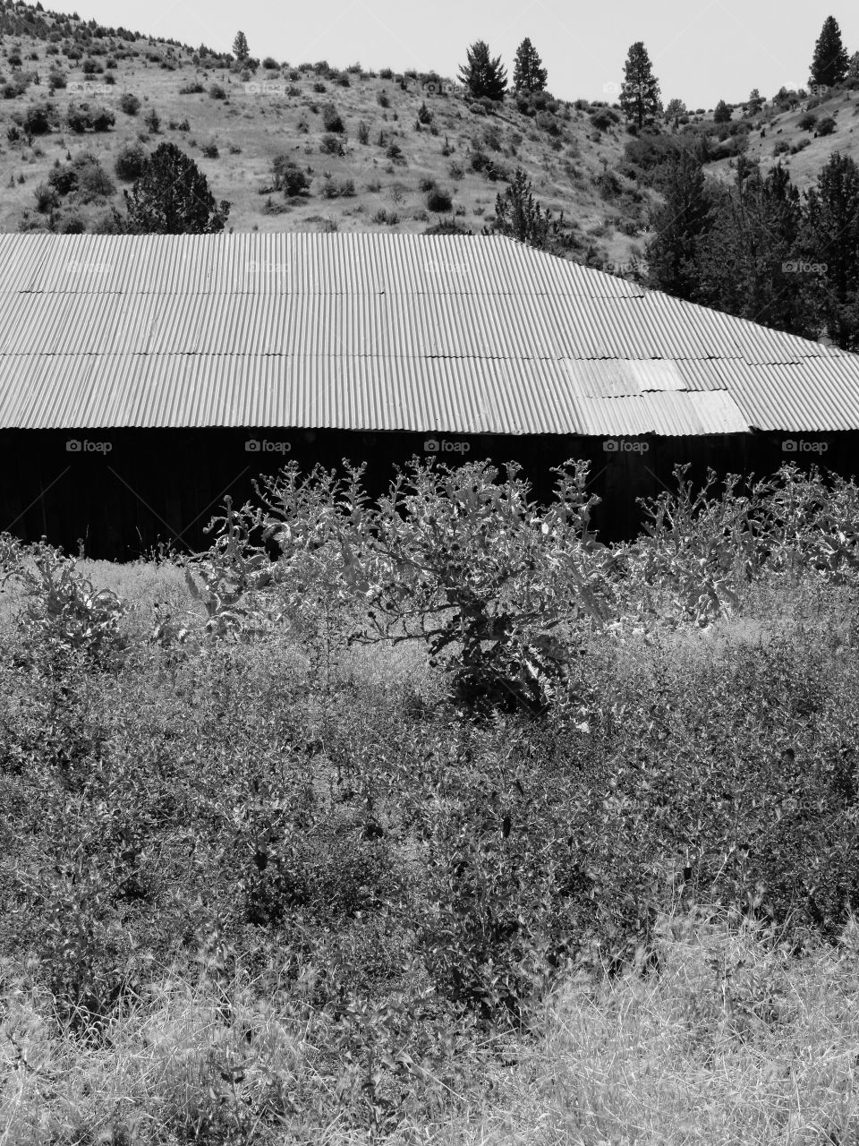 An old weathered barn in the fields in the rural countryside of Oregon.