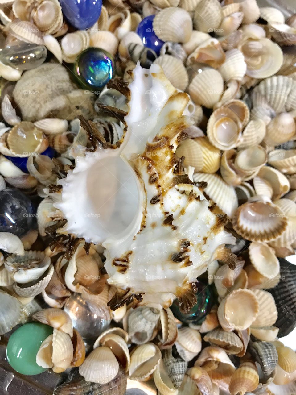 Sea shells 