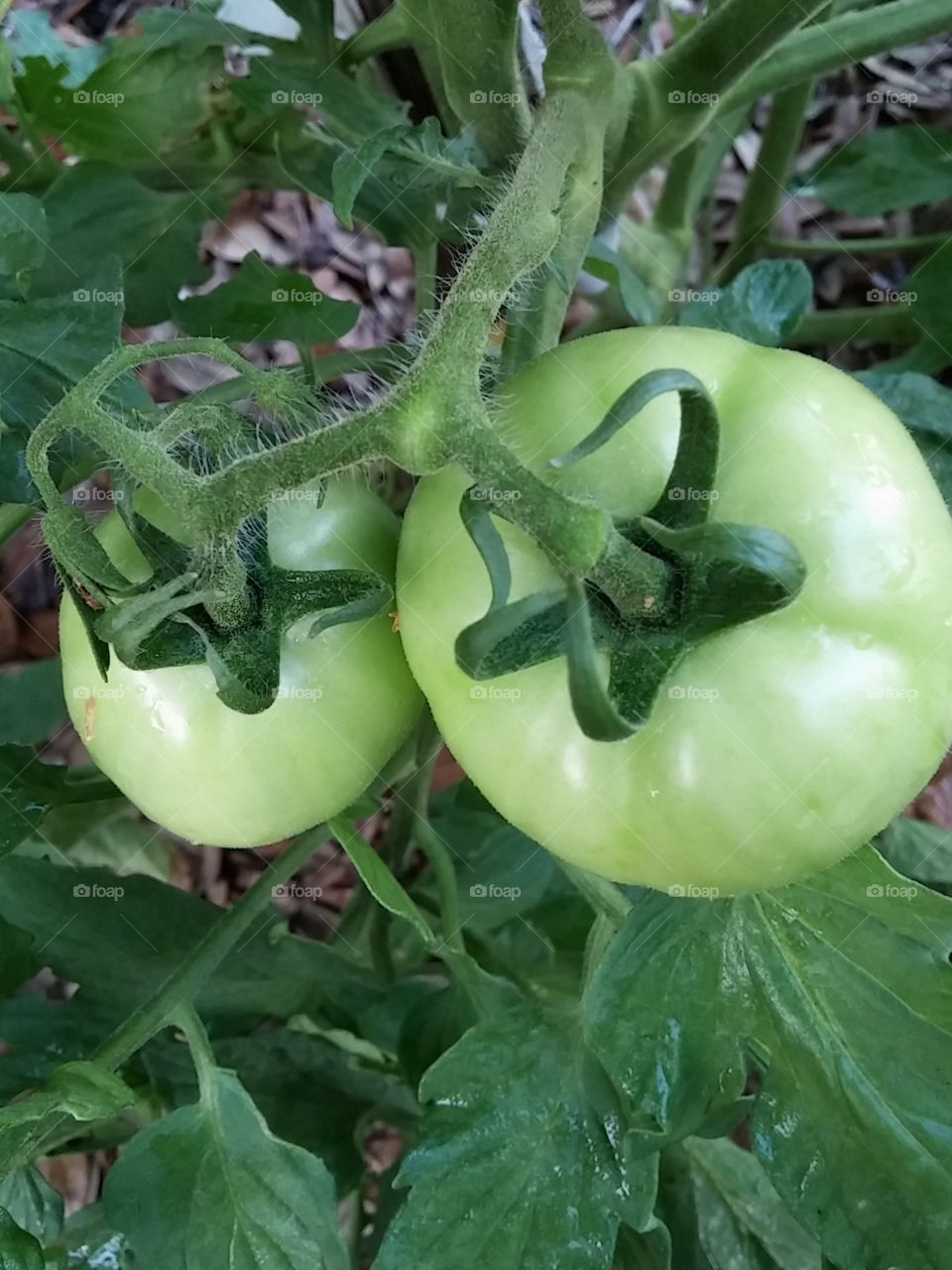 Green tomatoes on the Bush!