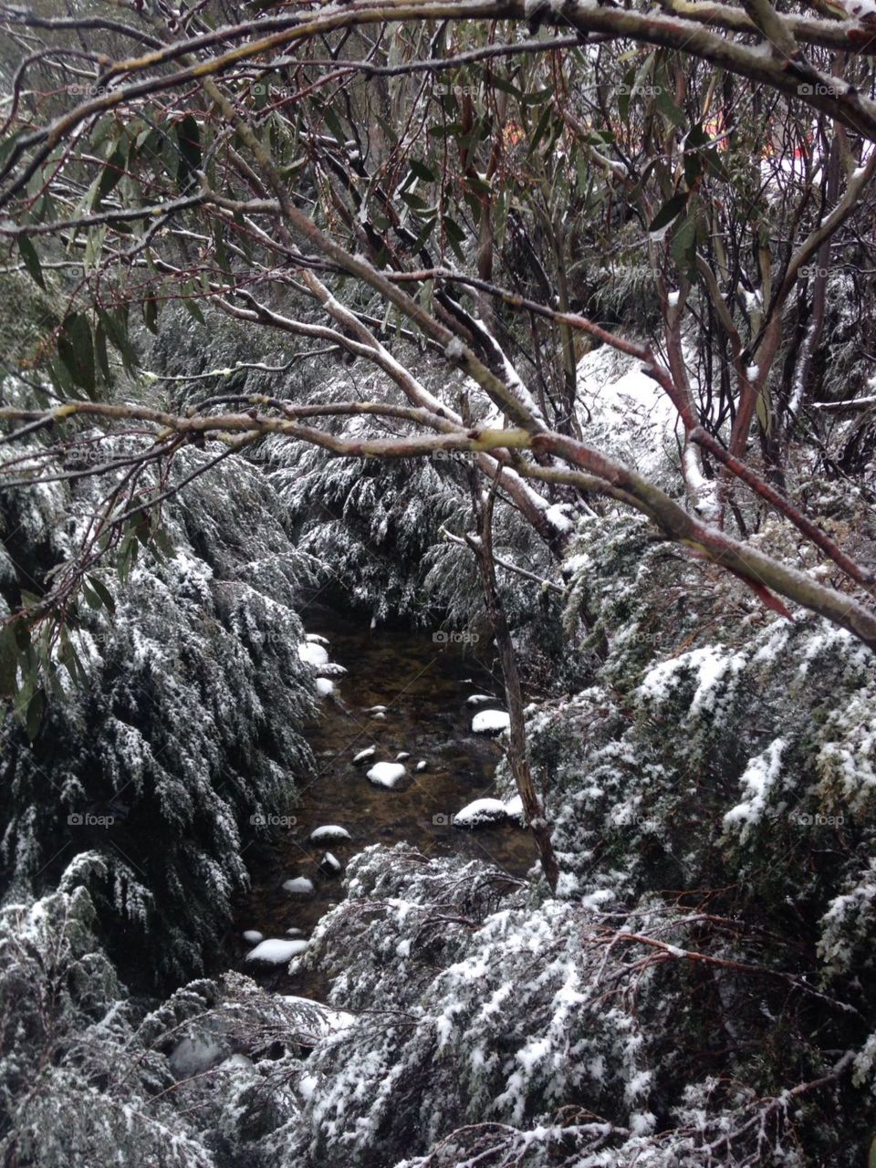 Snow forest