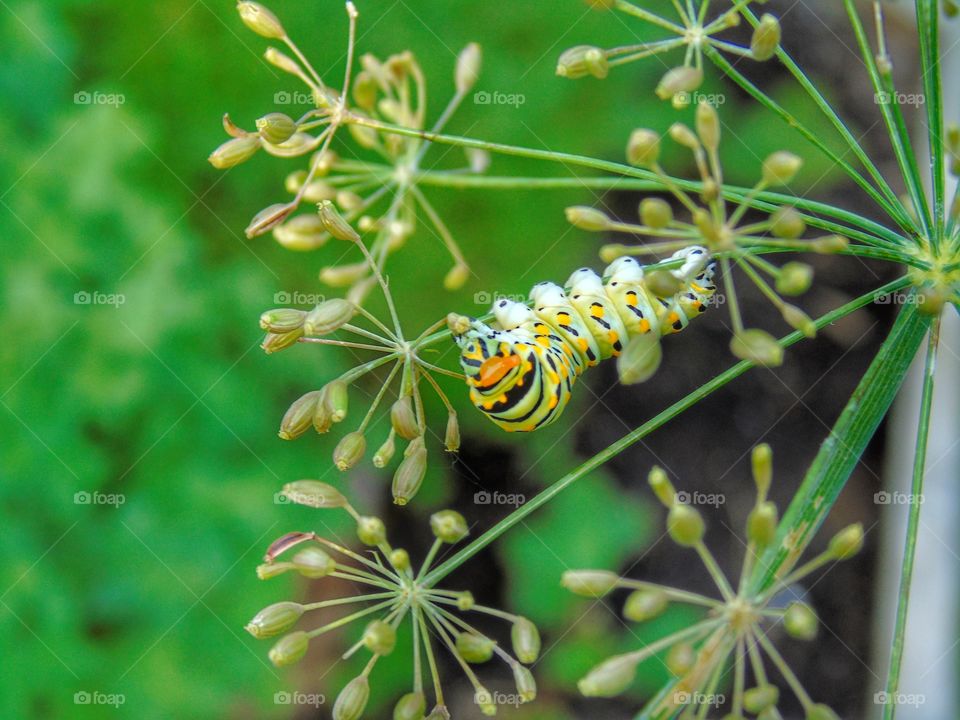 Caterpillar on flower