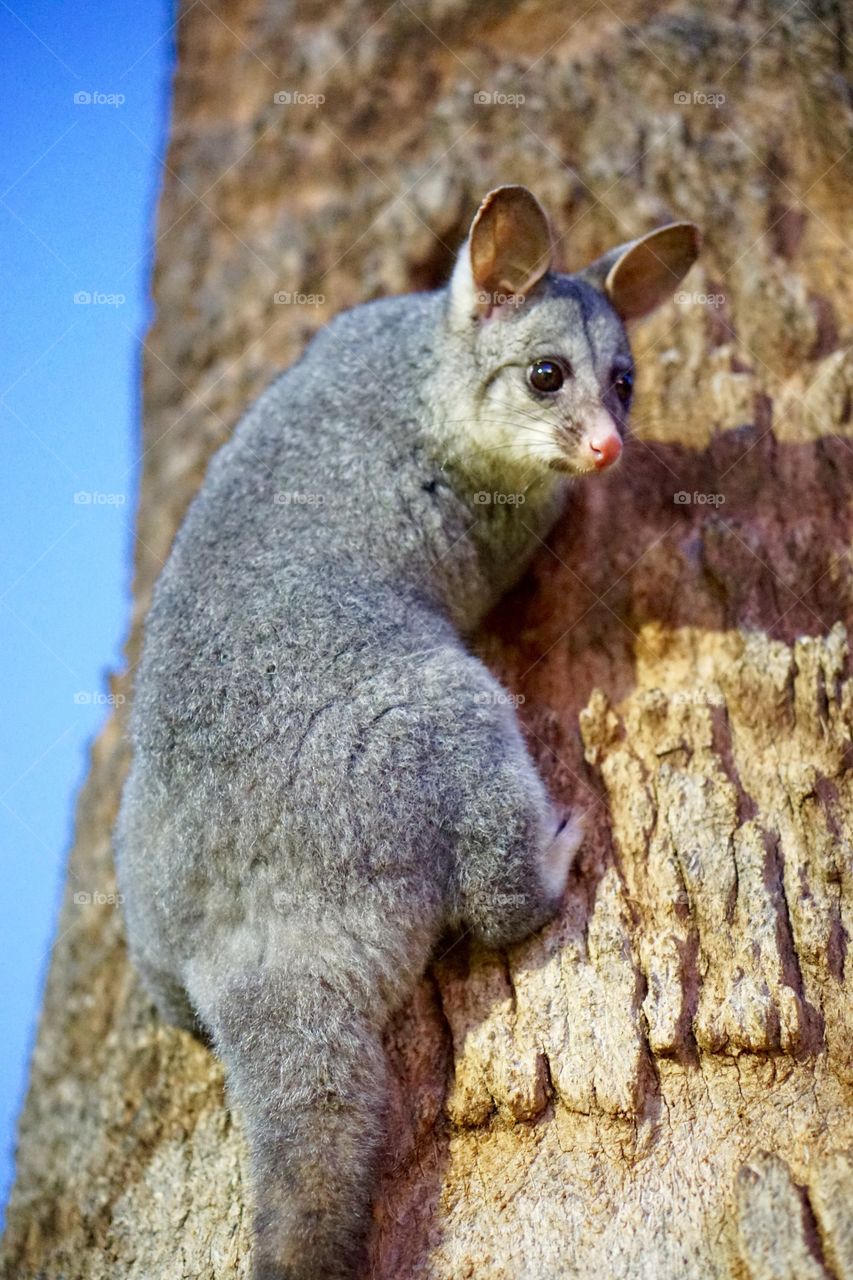 Close-up of possum