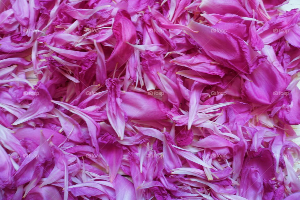 texture of peony petals, macro