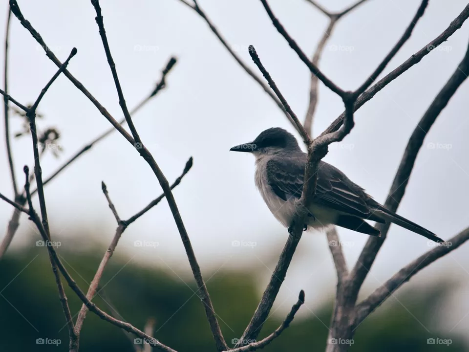 Perched