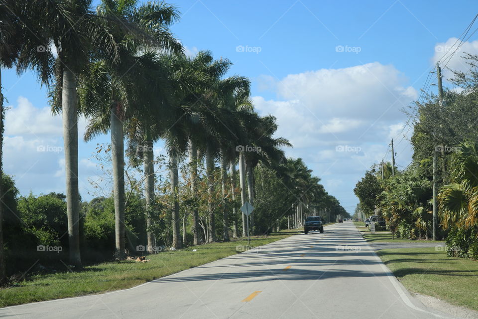 Palms Way