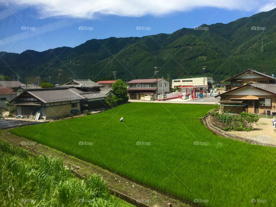 Rice field near Takayama Japan