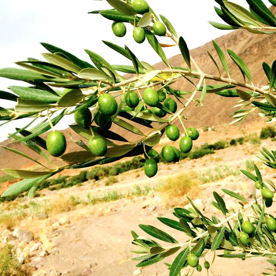 Olive Tree 