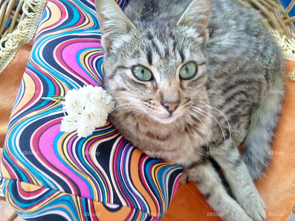 Beautiful cat. Cute but lazy cat