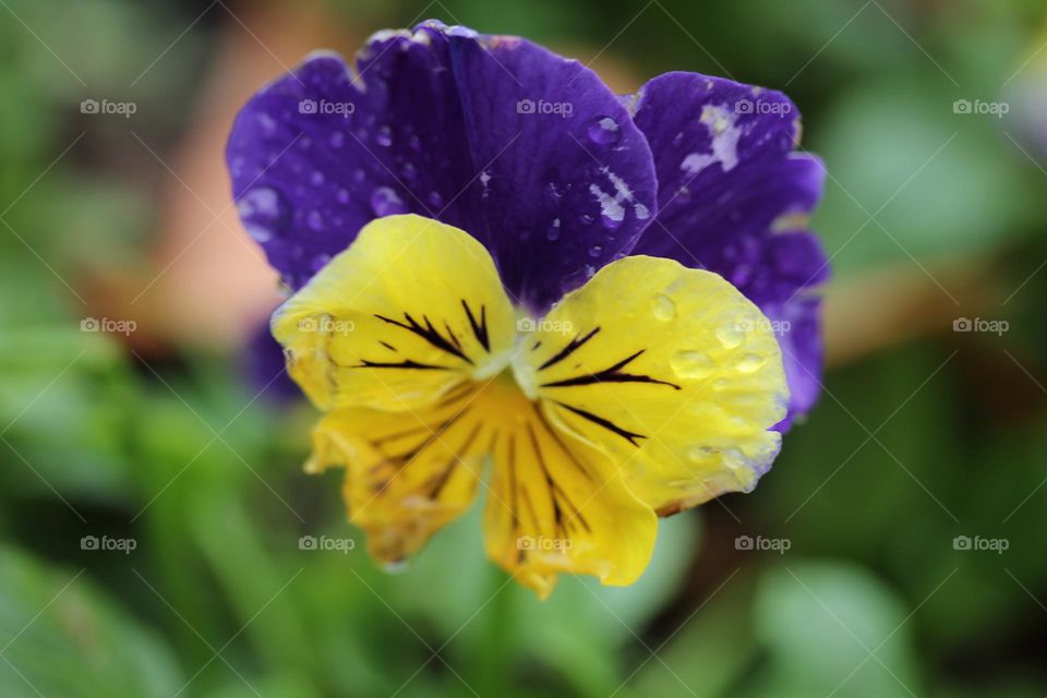 Dropletes of water on the flower