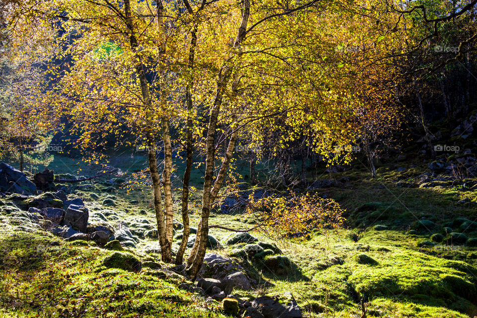 Scenic view of a tree in the forest