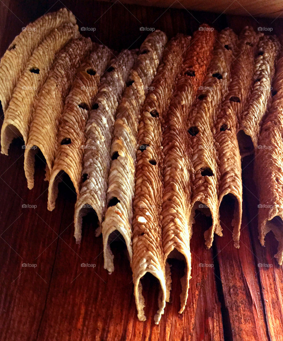 The beautiful nest of the Paper Wasp.   This was on an old covered bridge.  They used the wood from the structure to build their nest.  Chewing up the wood pulp and then laying it in rows.  Looks just like a Pan Flute.  Wonderful!  