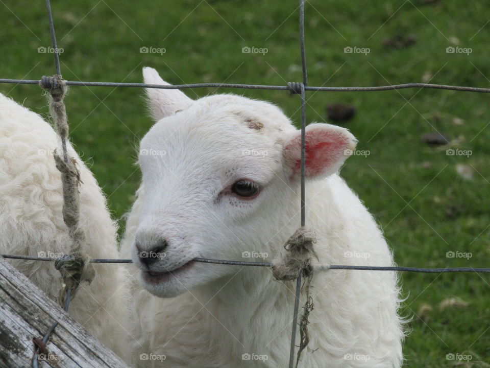 Baby lamb biting the fence
