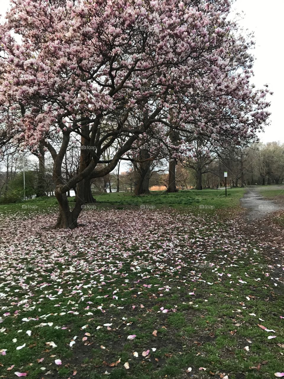 Pink tree in a park