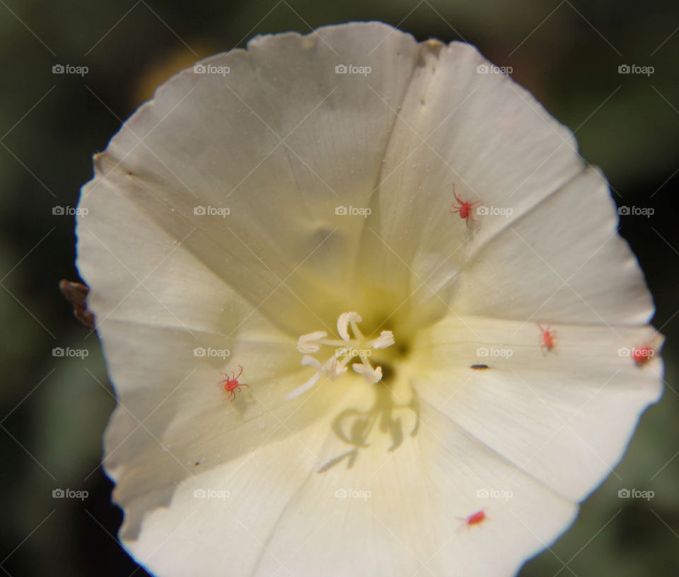 plants nature flower white by idanos