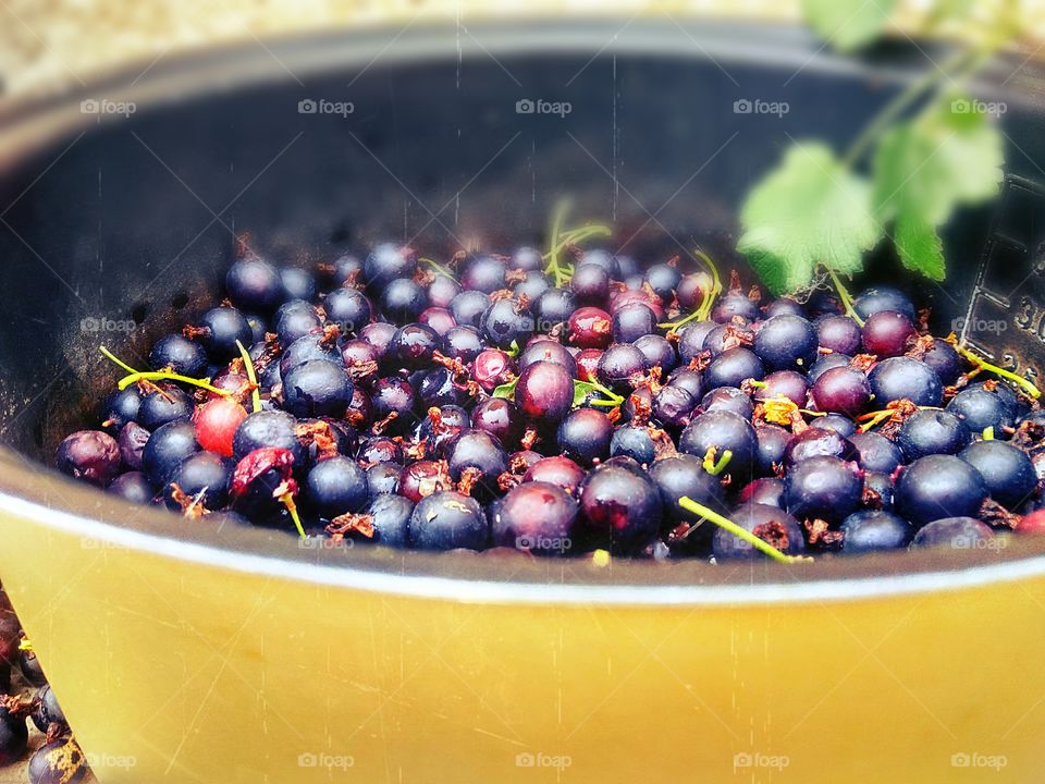 black currant berries