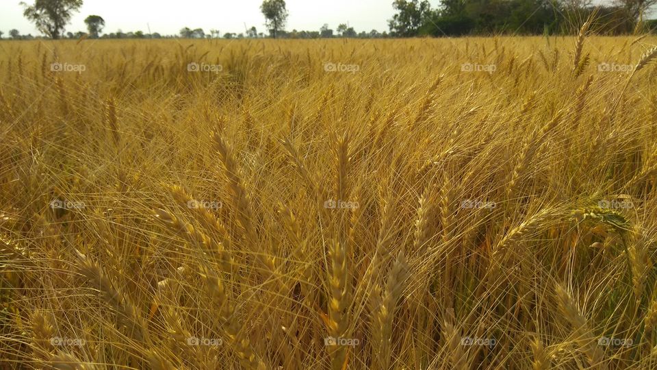 beautiful golden wheat
