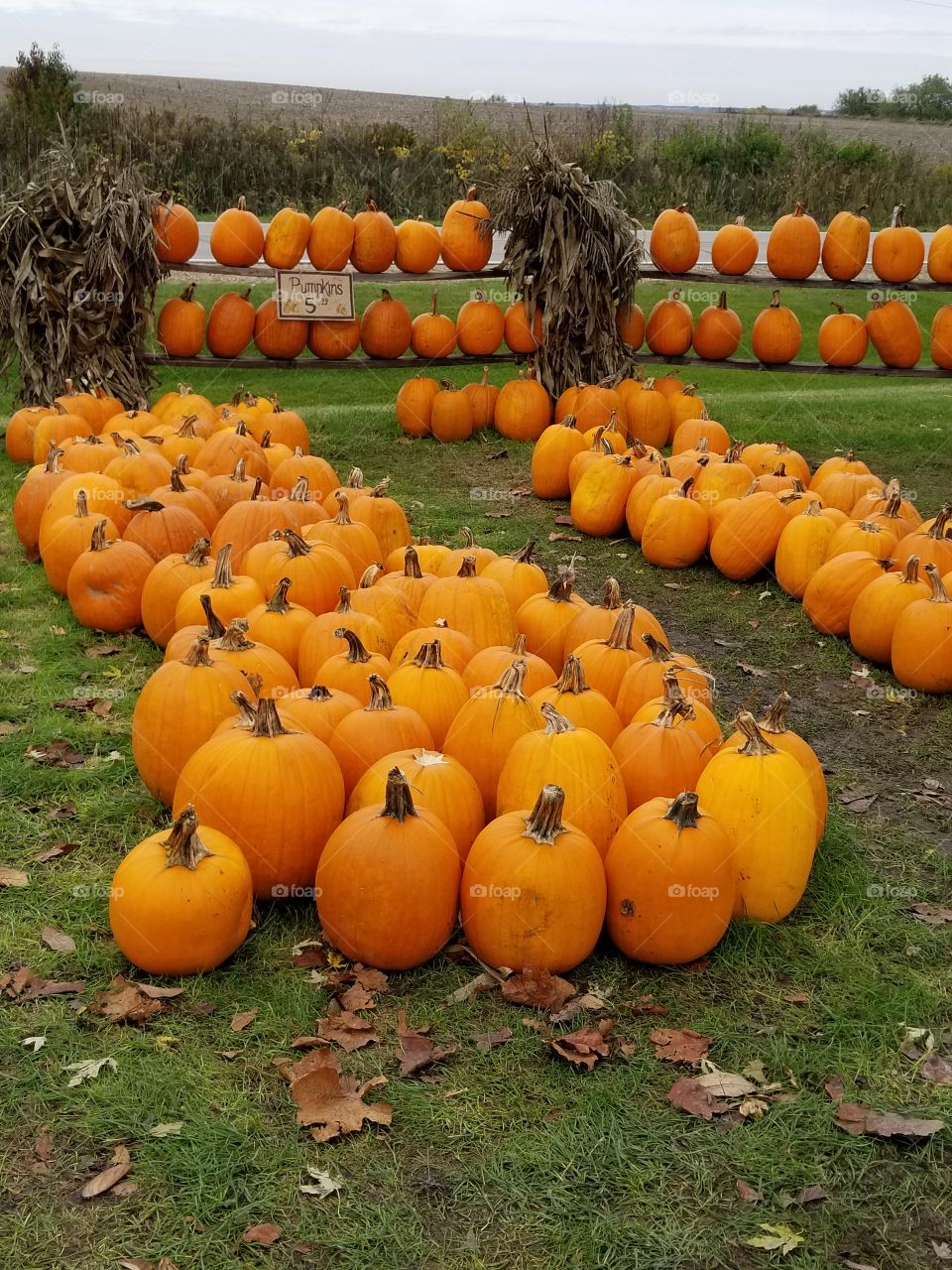 pumpkins for sale,  $5, down on the farm