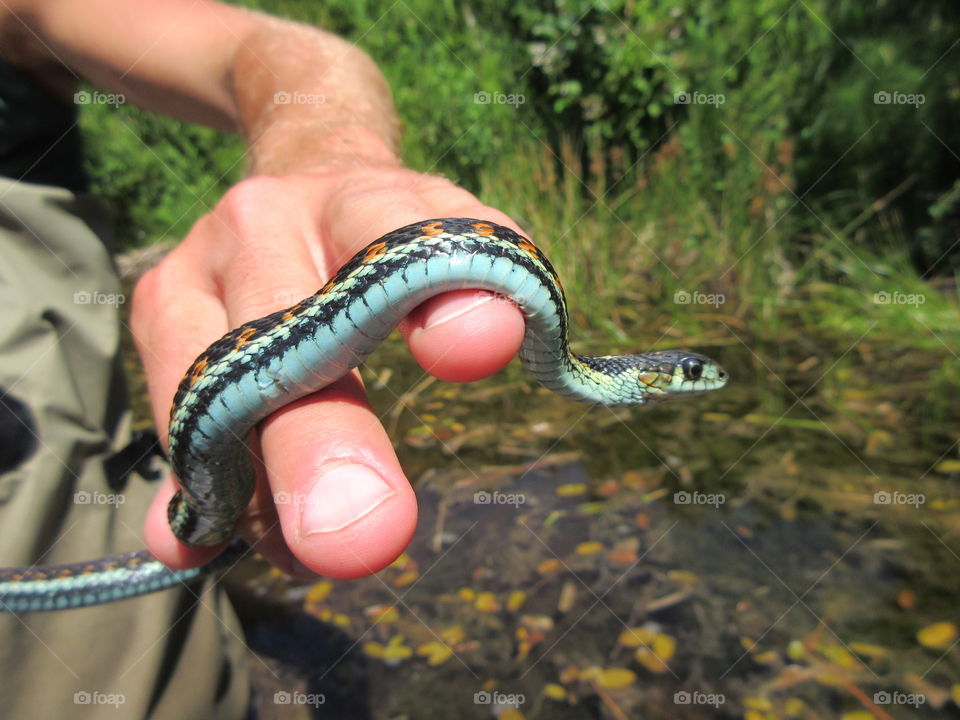 Blue snakes EXIST