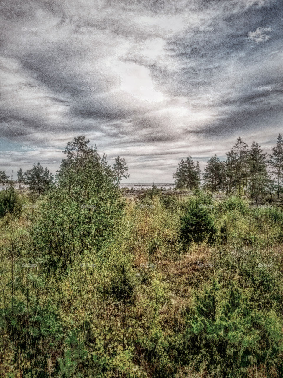 trees under grey sky